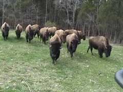 A great shot of the herd