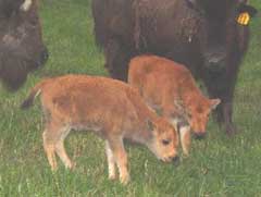 New calves born in 2004