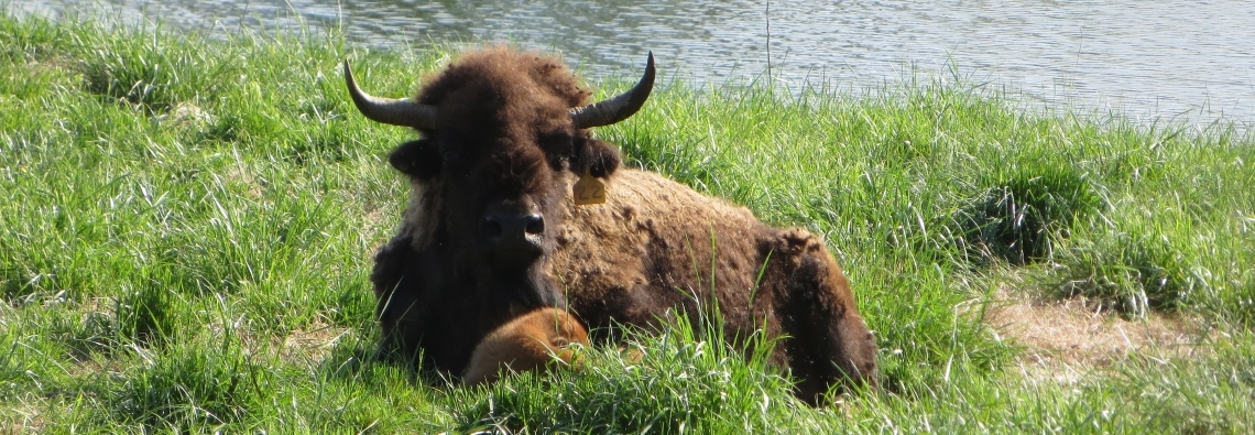 Take a tour to see buffalo in the pasture