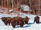 Original 8 calves