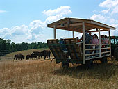 The Tour Wagon - Viewing up close and personal
